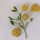 Fine-Pore Sea Sponge