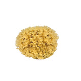 Mediterranean Sea Sponge